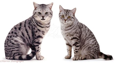 When choosing a cat, do you stick to a particular gender? Male and female silver tabby cats photo - WP04662