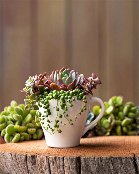 Here S How To Turn Thrift Store Finds Into Adorable Succulent