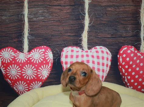 It is in the nw corner of the state. Miniature Dachshund-DOG-Female-Red-2600524-Pet City Houston