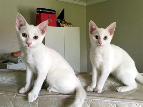 21 Amazing Photos Of Cats That Look Exactly The Same Thecatsite