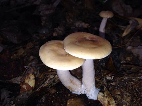 Mushroom Id South Georgia Please Help Mushroom Hunting And