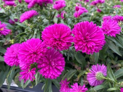 Hardy Aster Aster Novi Belgii Showmakers Pretty Pink From Growing Colors