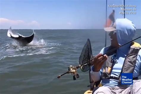 Watch Massive Manta Ray Leaps Out Of Water Near Fisherman