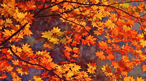 44 Free Autumn Leaves Wallpapers