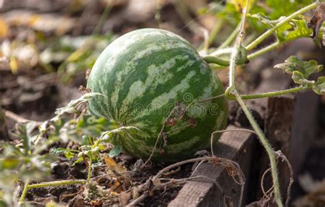 Watermelon In The Vegetable Garden Stock Image Image Of Watermelon