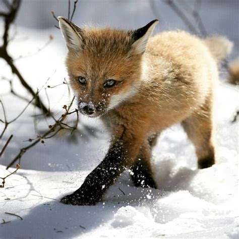 Baby Fox Photography By Denis Dumoulin Baby Fox In The Snow