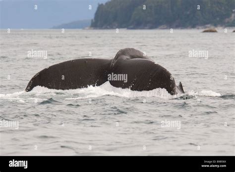 Humpback Whale Megaptera Novaeangliae Southeast Alaska Stock Photo Alamy