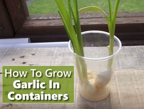 How To Grow Garlic In Containers