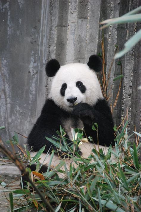 Panda Essentials Lovepandacouk