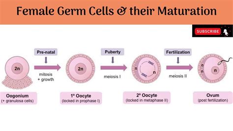 Female Germ Cells Their Maturation Oogenesis Cell Germ Female