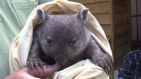 Wombat Rescue Youtube