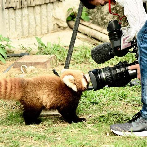 Top 25 Ideas About Red Pandas On Pinterest City Zoo Jaguar And