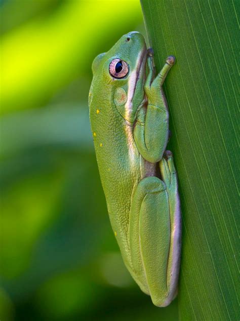Pin By Karen Gille On Frogs Green Tree Frog Tree Frogs American