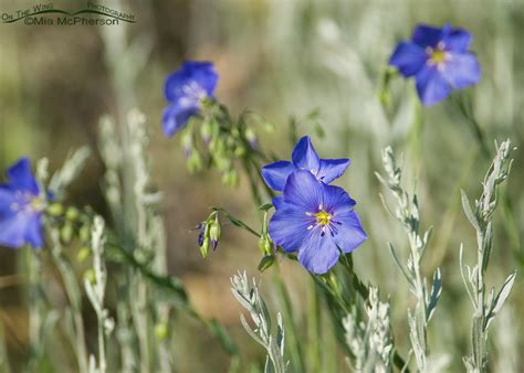 Wild Blue Flax In The High Uintas On The Wing Photography