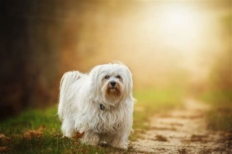 Havanese Dog Breed Complete Profile History And Care