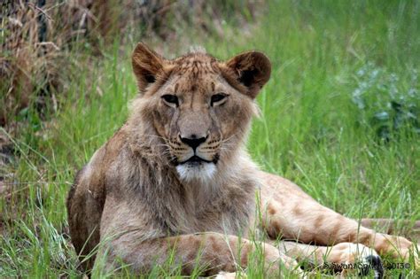 Physically, lions are a tawny golden color, and are the only cats whose sexes can be told apart at a distance. An Arab sheik's pet lions land at southern Oregon's ...