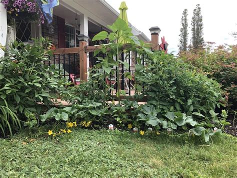 My Giant Sunflowers Already Towering Over My Veggie Garden Giant