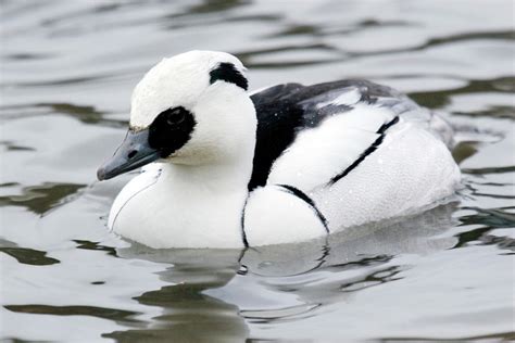 Male Smew Duck Photograph By John Devriesscience Photo Library