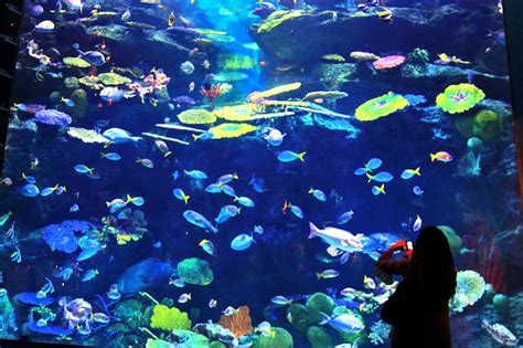 Sea Life Bangkok Ocean World Indoor Aquarium At Siam Paragon