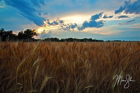 Kansas Wheat And Sunset Near Wichita Kansas Mickey Shannon Graphy