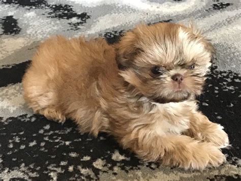 Ready Now Tiny Imperial Stunning Shih Tzu Puppies In South Elmsall