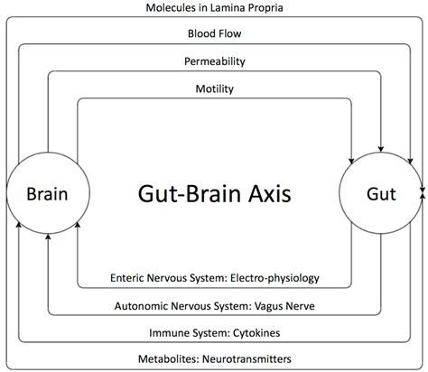 Ijms Free Full Text The Promising Role Of Probiotics In Managing