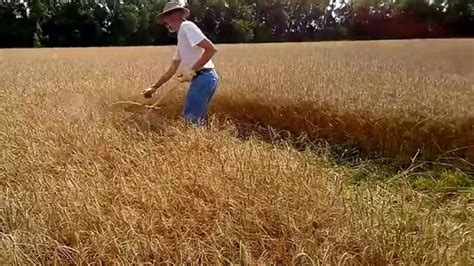 Scythe Harvesting Wheat With A Simple Willow Bow Cradle Youtube