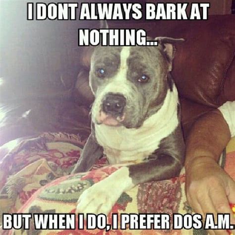 50 Best Pitbull Memes