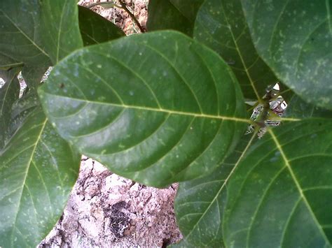 Mewarnai Gambar Daun Nangka