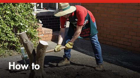 How To Remove Tree Stumps Diy At Bunnings Youtube