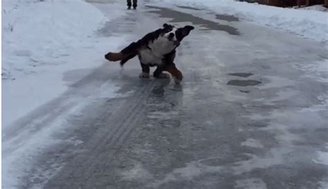 This Giant Dog Sliding On Ice In Slow Motion Is Positively Hypnotic