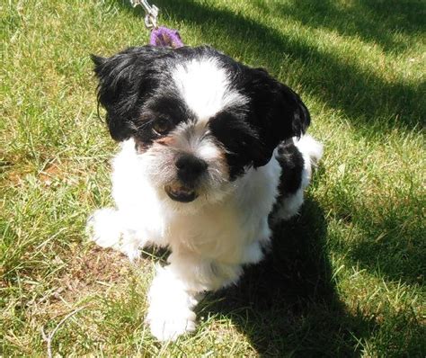 Small Black And White Dog Found Michigan Humane Society