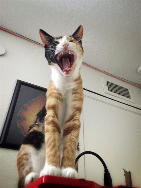I Caught My Cat Mid Yawn And It Is A Little Terrifying Rpics