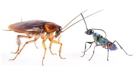 Roaches Have A Trick For Avoiding Deadly Zombification