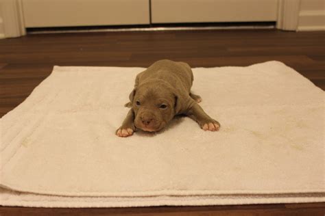 Whether playing all day or relaxing on the couch, benita promises to be your most loving companion. American Pit Bull Terrier Puppies For Sale | Fayetteville ...
