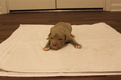 The american pit bull terrier was created by mixing different bulldog & terrier breeds in the 1800's. American Pit Bull Terrier Puppies For Sale | Fayetteville, NC #287409