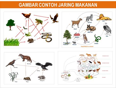 Gambar Rantai Makanan 10 Jenis Rantai Makanan Pengertian Dan