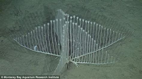 This Strange Looking Deep Sea Harp Sponge Is Carnivorous Typically