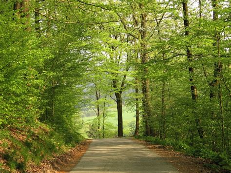 Scenic Forest Path Free Photo Download Freeimages
