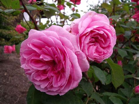 Posted on june 23, 2013 by soulofagardener. Gertrude Jekyll rose, my garden. So fragrant!