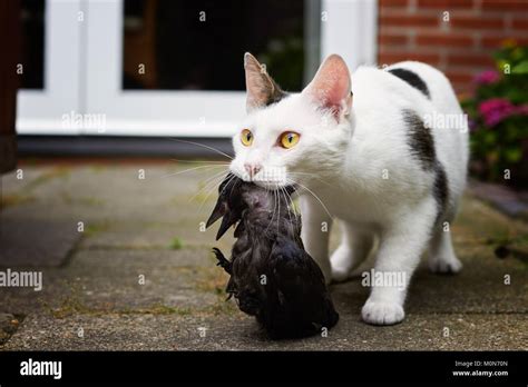 Cat Kills Bird High Resolution Stock Photography And Images Alamy