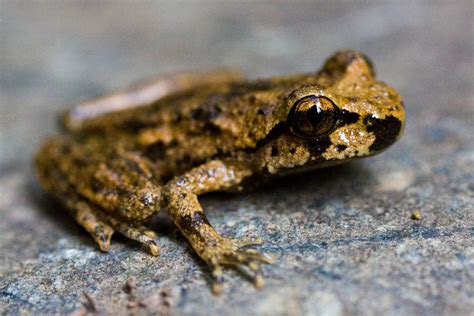 Coastal Tailed Frog Sonoma Couny Herps · Inaturalist
