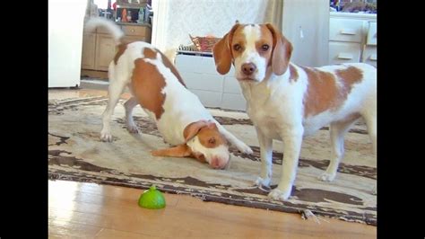 Dog Teaches Puppy How To Play With Lime Cute Dog Maymo And Penny