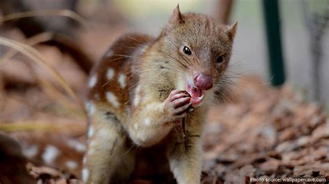 Interesting Facts About Quolls Just Fun Facts