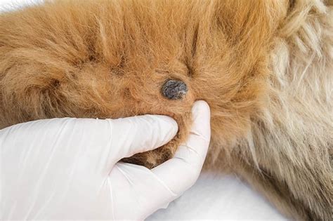 Dog Wart Vs Skin Tag Identificazione E Opzioni Di Trattamento