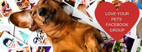 Saving lives…one rescue pet at a time. The Benefits Of A Facebook Group For Your Business - Pet ...