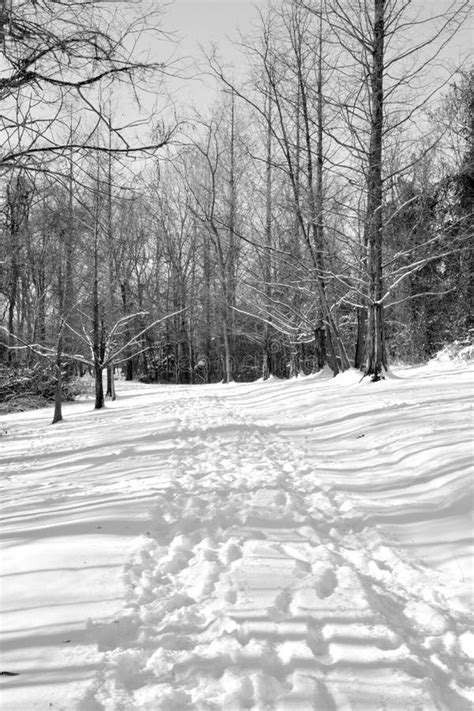 Snow Covered Hiking Trail Stock Photo Image Of Path 107706910