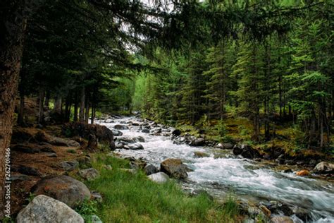 Rocky Mountain River Among The Pine Trees Beautiful Fast Flowing