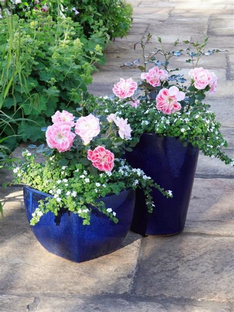 How To Grow Patio Roses In Containers Garden Containers Container