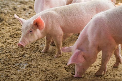 Tyson Pork Plant Suspends Operations Indefinitely The Motley Fool